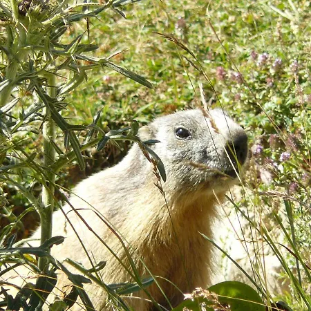 Anemone Tano Di Grich Daire