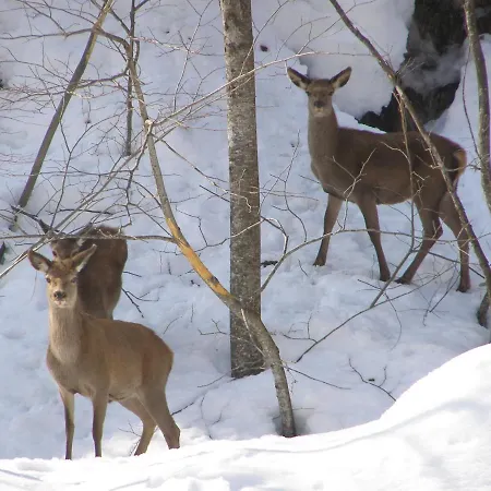 Daire Anemone Tano Di Grich