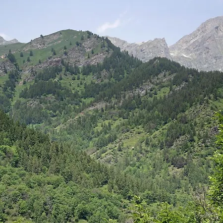 Anemone Tano Di Grich Daire Cesani