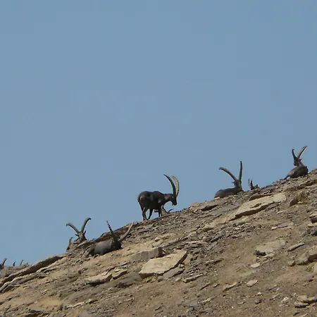 Anemone Tano Di Grich Daire