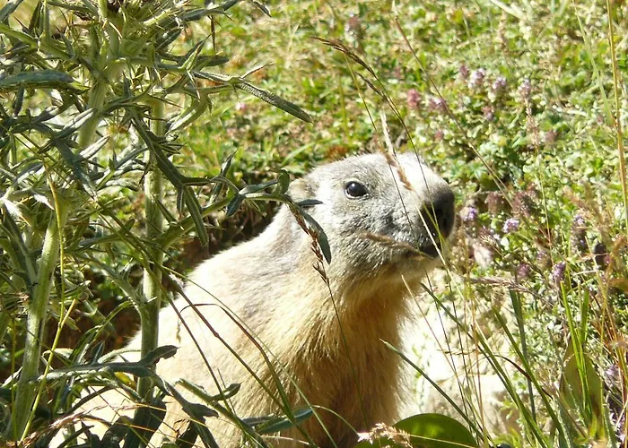 Anemone Tano Di Grich Apartamento